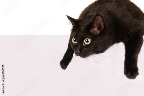 Photo: Black cat with a sheet of paper Black cat with a sheet of paper