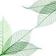 Feuilles vertes transparentes, composition carrée