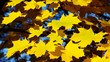 Video: Ahornblatt vid 12 Ahornblatt vid 12
