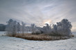 Snowy trees