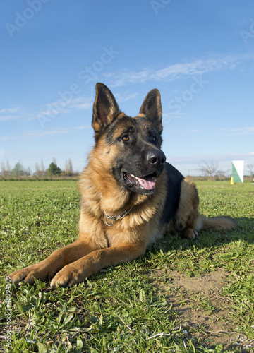 Photo: german shepherd german shepherd