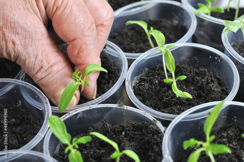Photo: planting young tomato seedlings planting young tomato seedlings