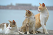 Three cats look