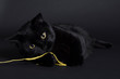 Katze