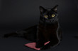 Schwarze Katze