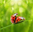 Ladybugs Couple On The Grass. ...