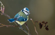 Blue tit on a alder branch