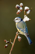 Blue tit on a snowy twig