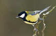 Great tit on a twig