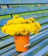 Löwenzahn, Frühling, gelbe Wiesenblumen, Taraxacum