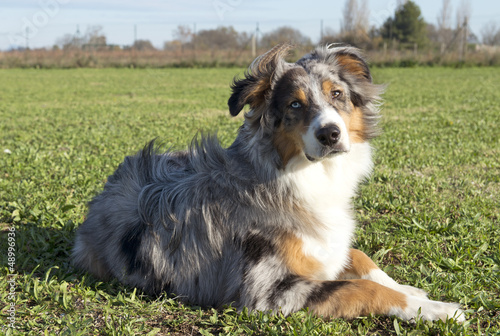 Photo: australian shepherd australian shepherd