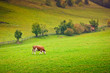 Ayrshire Cow