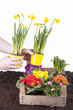 Studioaufnahme- Gartenarbeit - Blumen einpflanzen