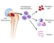Blood cell formation from bone marrow, eps10