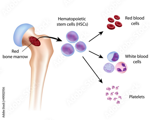 Vector: Blood cell formation from bone marrow, eps10 Blood cell formation from bone marrow, eps10