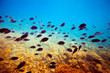  tropical fishes on coral reef area
