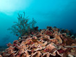 Feuerkoralle (Millepora platyphyllia)