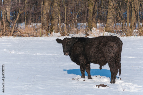 Photo: Black Angus bull standing in a snowy meadow Black Angus bull standing in a snowy meadow