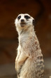 Meerkat