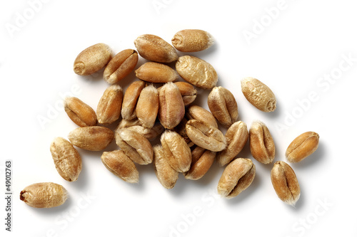 Photo: wheat grains isolated wheat grains isolated