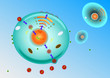 Vektor: influenza Virus Replication influenza Virus Replication