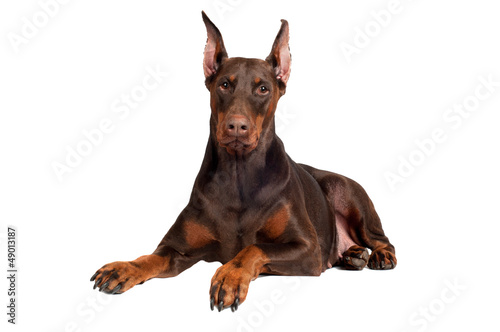 Photo: brown doberman dog lying down brown doberman dog lying down
