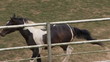 Galloping horse in the corral