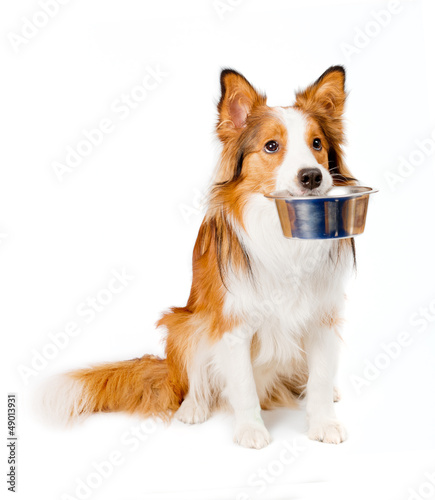 Photo: dog with empty bowl dog with empty bowl