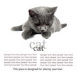 British cat