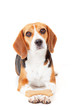 obedient dog training