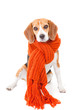 Photo: winter dog winter dog
