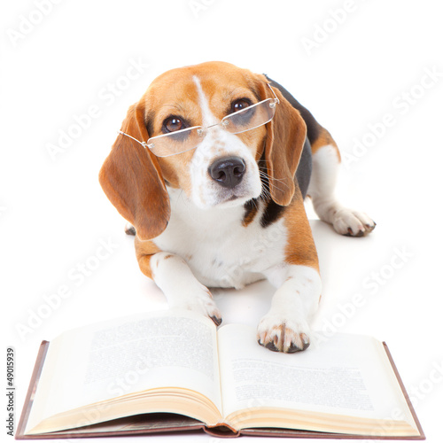 Photo: dog reading book dog reading book