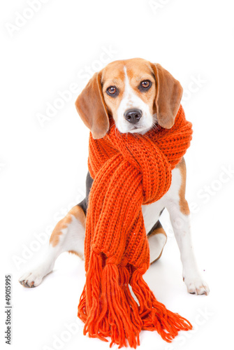 Photo: winter dog winter dog