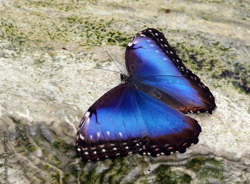 Photo: Blue Morpho Butterfly with Open Wings Blue Morpho Butterfly with Open Wings