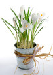 Photo: spring flowers spring flowers