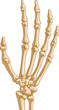 Human Hand Bones