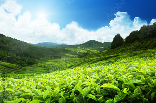 Photo: Tea plantation Cameron highlands, Malaysia Tea plantation Cameron highlands, Malaysia