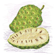Vector: noni fruit cross-section noni fruit cross-section