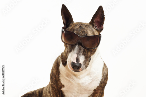 Photo: Miniatur Bullterrier mit Sonnenbrille Miniatur Bullterrier mit Sonnenbrille