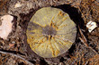 felled pine tree section cutted detail