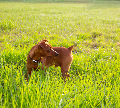 Photo: brown Dog mini pinscher in a green meadow brown Dog mini pinscher in a green meadow