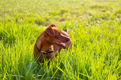 Photo: brown Dog mini pinscher in a green meadow brown Dog mini pinscher in a green meadow