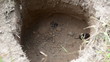 shrew soricidae rodent animal jump in well pit