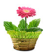 Gerbera in a decorative pot