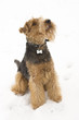 welsh terrier