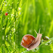 Natural background - early morning in the grassland.