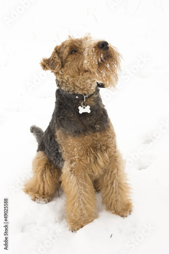 Photo: welsh terrier welsh terrier
