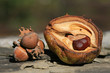 Herbstfrüchte - Hasselnuss und Kastanie