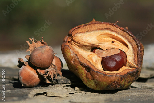 Photo: Herbstfrüchte - Hasselnuss und Kastanie Herbstfrüchte - Hasselnuss und Kastanie