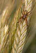 Spider on wheat ear